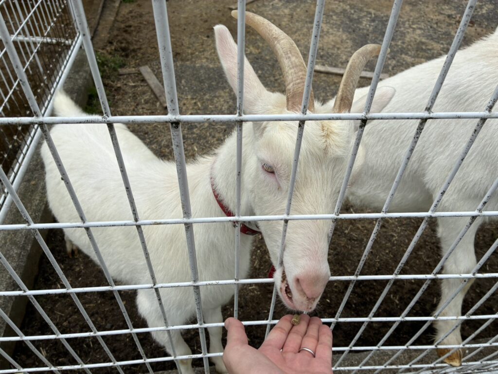 大笹牧場 ヤギ