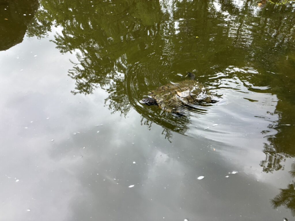 浦和北公園