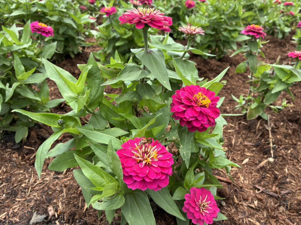 たんばらラベンダーパーク　花